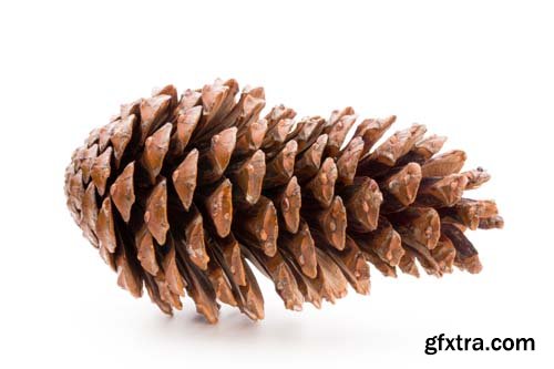 Christmas Pinecone Isolated - 9xJPGs