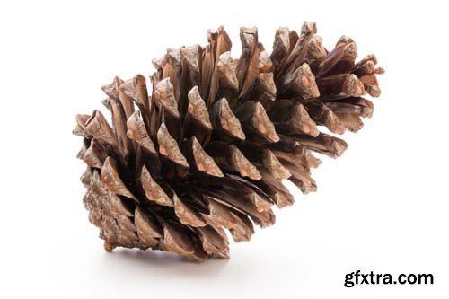 Christmas Pinecone Isolated - 9xJPGs