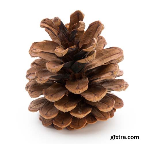 Christmas Pinecone Isolated - 9xJPGs