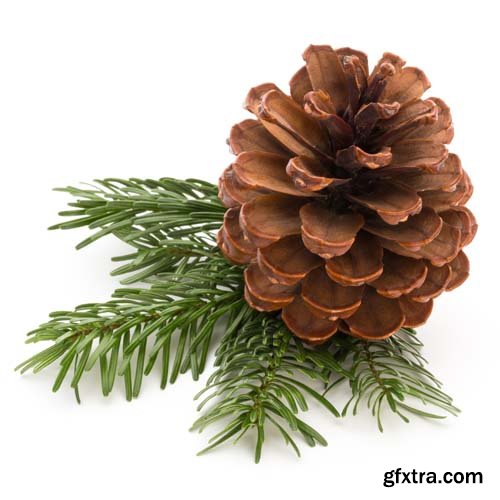 Christmas Pinecone Isolated - 9xJPGs