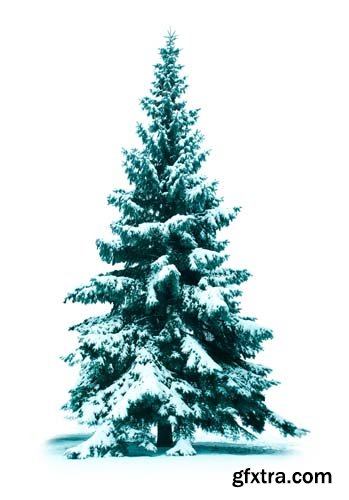 Christmas Tree In Snow Isolated - 12xJPGs