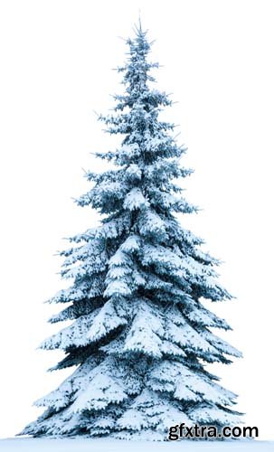 Christmas Tree In Snow Isolated - 12xJPGs