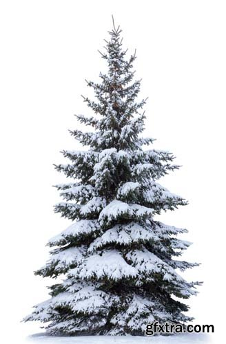 Christmas Tree In Snow Isolated - 12xJPGs