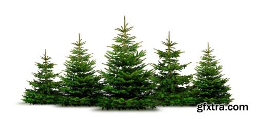 Christmas Tree Isolated - 10xJPGs