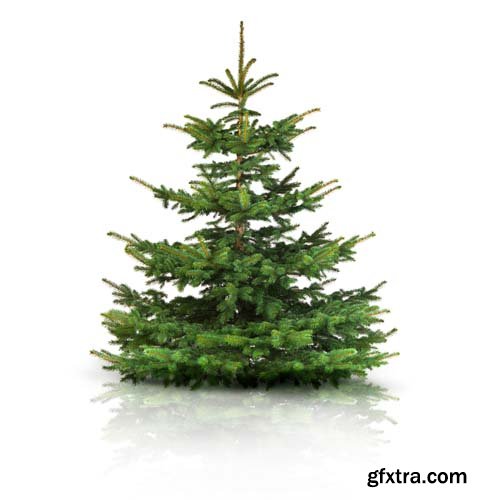 Christmas Tree Isolated - 10xJPGs
