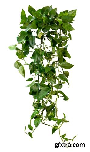 Climbing Plant Isolated - 8xJPGs