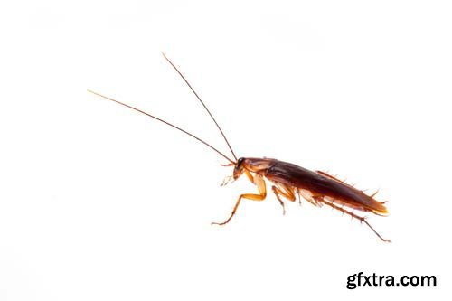 Cockroach Isolated - 5xJPGs