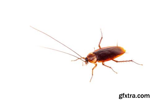 Cockroach Isolated - 5xJPGs