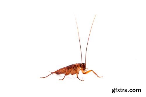 Cockroach Isolated - 5xJPGs