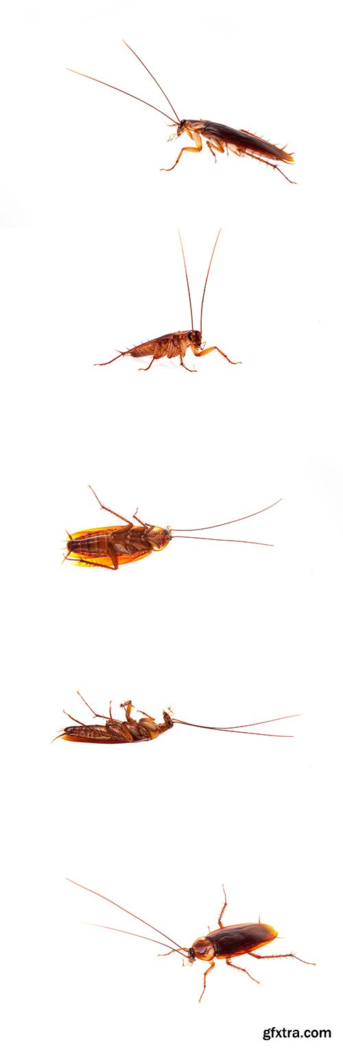 Cockroach Isolated - 5xJPGs