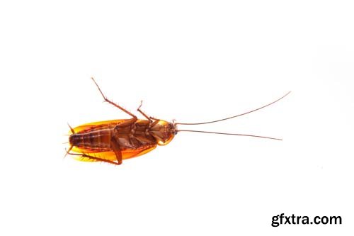Cockroach Isolated - 5xJPGs