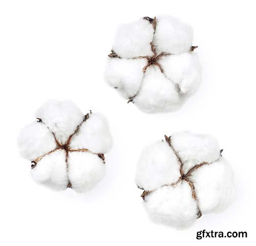 Cotton Isolated - 5xJPGs