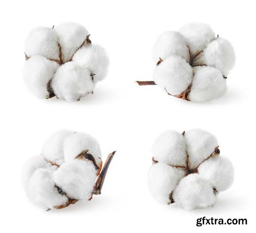 Cotton Isolated - 5xJPGs