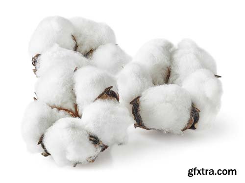 Cotton Isolated - 5xJPGs