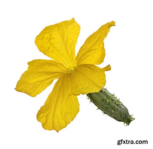 Cucumber Flower Isolated - 8xJPgs