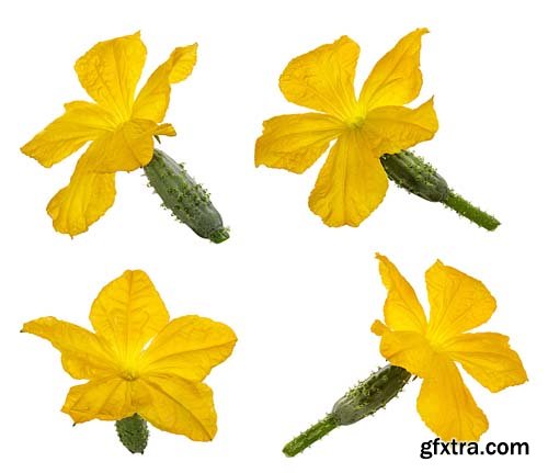 Cucumber Flower Isolated - 8xJPgs