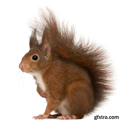 Eurasian Red Squirrel Isolated - 7xJPGs