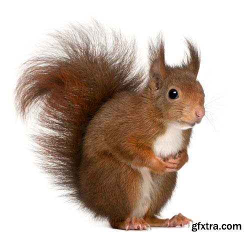 Eurasian Red Squirrel Isolated - 7xJPGs