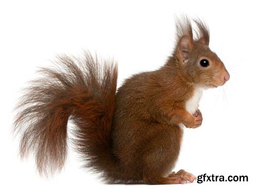 Eurasian Red Squirrel Isolated - 7xJPGs