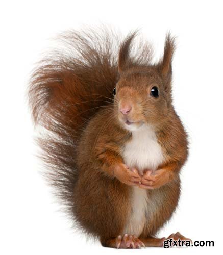 Eurasian Red Squirrel Isolated - 7xJPGs