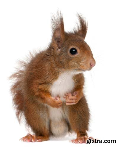 Eurasian Red Squirrel Isolated - 7xJPGs