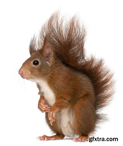 Eurasian Red Squirrel Isolated - 7xJPGs