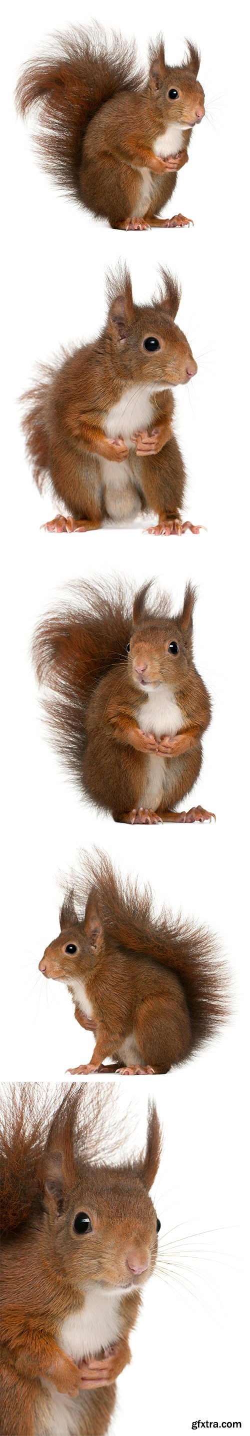 Eurasian Red Squirrel Isolated - 7xJPGs