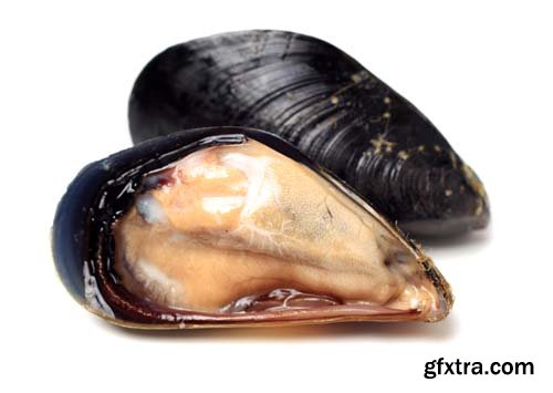 Fresh Mussel Isolated - 5xJPGs