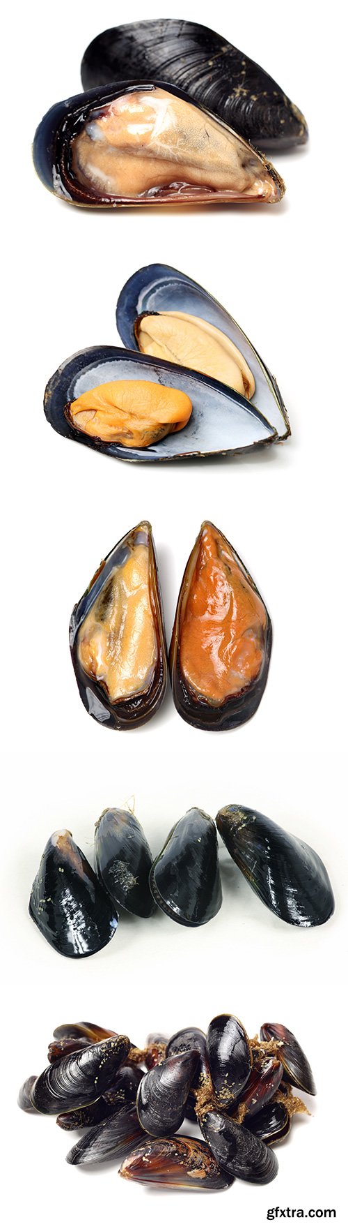 Fresh Mussel Isolated - 5xJPGs