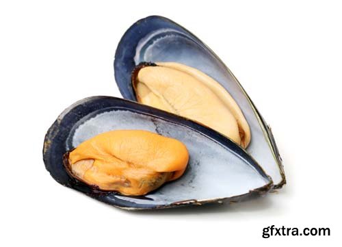 Fresh Mussel Isolated - 5xJPGs