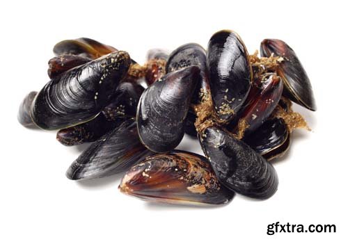 Fresh Mussel Isolated - 5xJPGs