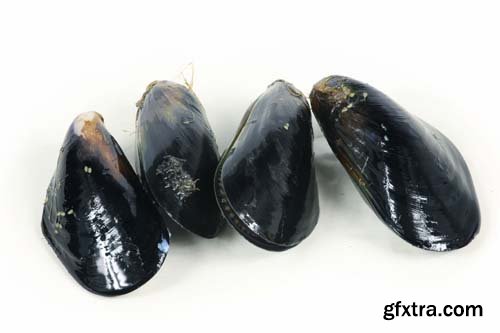 Fresh Mussel Isolated - 5xJPGs