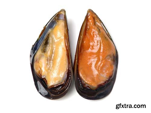 Fresh Mussel Isolated - 5xJPGs