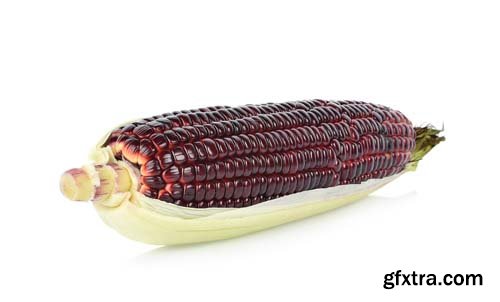 Fresh Purple Corn Isolated - 5xJPGs