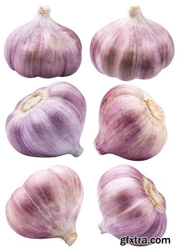 Garlic Isolated - 7xJPGs