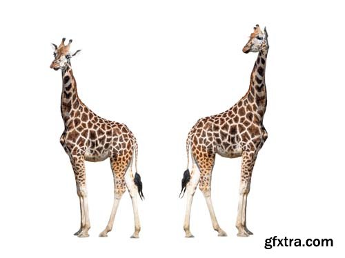 Giraffe Isolated - 5xJPGs