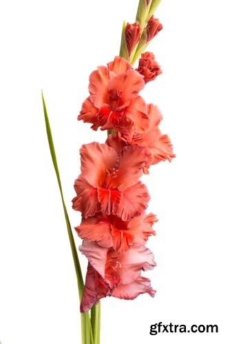 Gladiolus Flower Isolated - 8xJPGs