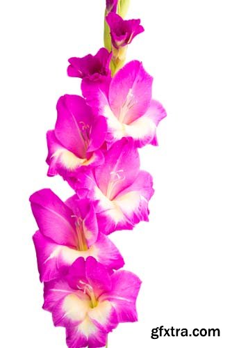 Gladiolus Flower Isolated - 8xJPGs