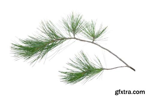 Green Pine Tree Branch Isolated - 10xJPGs