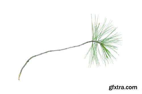 Green Pine Tree Branch Isolated - 10xJPGs