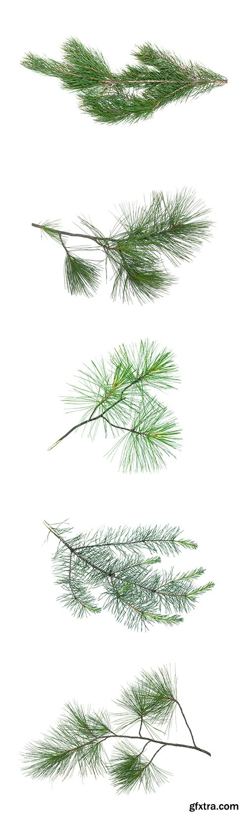 Green Pine Tree Branch Isolated - 10xJPGs