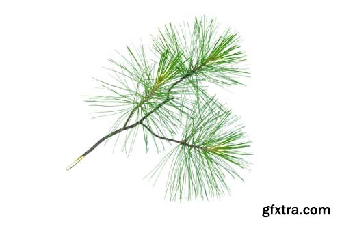 Green Pine Tree Branch Isolated - 10xJPGs