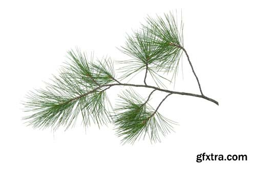 Green Pine Tree Branch Isolated - 10xJPGs