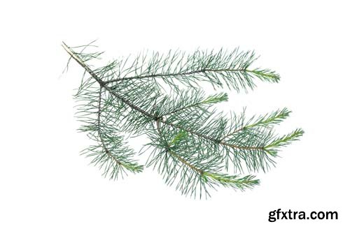 Green Pine Tree Branch Isolated - 10xJPGs