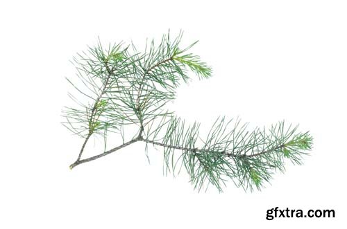 Green Pine Tree Branch Isolated - 10xJPGs