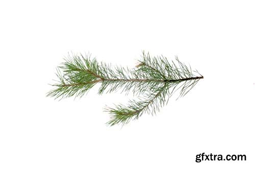 Green Pine Tree Branch Isolated - 10xJPGs