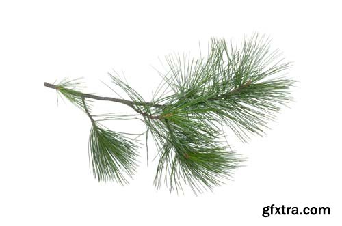 Green Pine Tree Branch Isolated - 10xJPGs