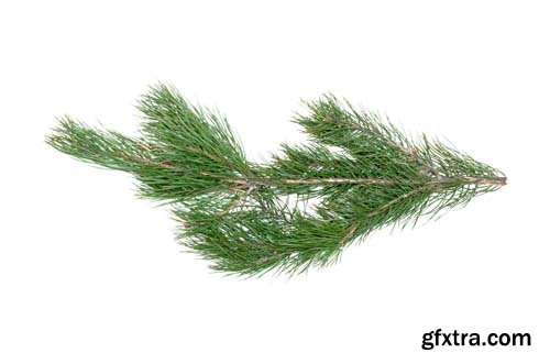 Green Pine Tree Branch Isolated - 10xJPGs