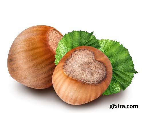 Hazelnuts Isolated - 5xJPGs