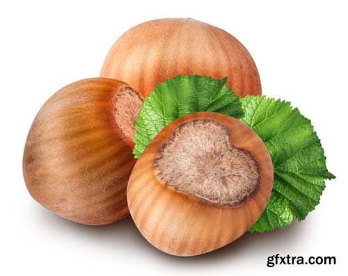 Hazelnuts Isolated - 5xJPGs